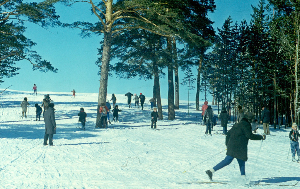Степногорск в лесу